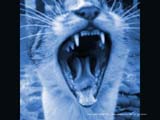 猫写真の壁紙